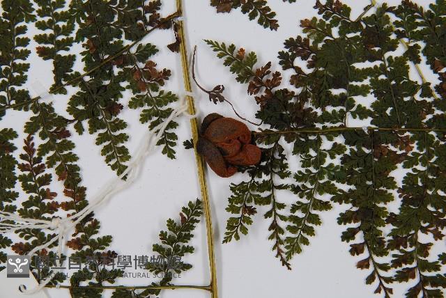 稀子蕨藏品圖，第9張