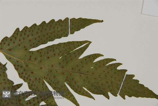 葛氏三叉蕨藏品圖，第9張