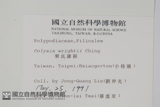 東洋蹄蓋蕨藏品圖，第9張