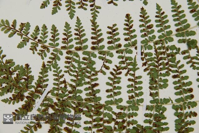 魚鱗蕨藏品圖，第31張