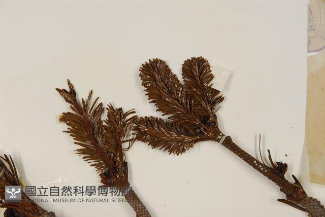 臺灣冷杉藏品圖，第5張