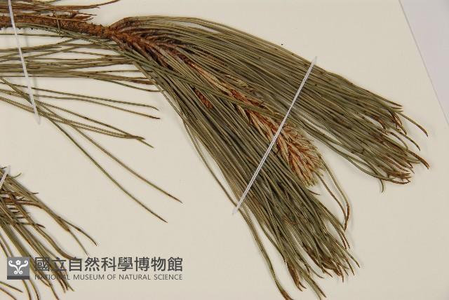 臺灣二葉松藏品圖，第4張