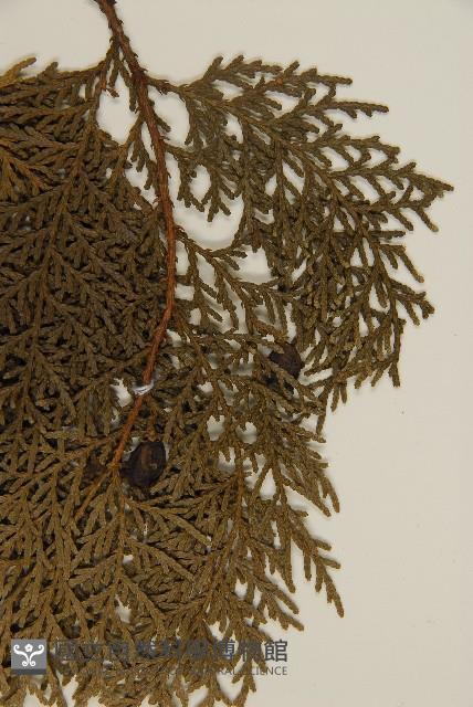 側柏藏品圖，第5張