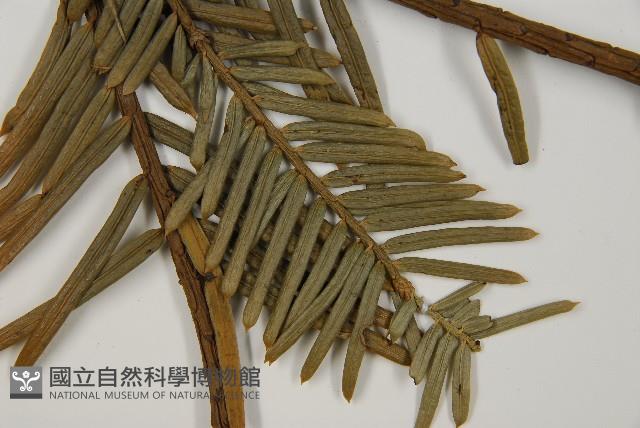 登錄號:G000809藏品圖，第5張