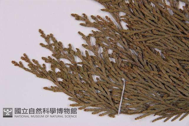 台灣肖楠藏品圖，第5張