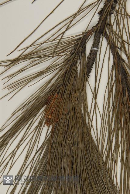 馬尾松藏品圖，第5張