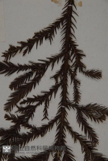 柳杉藏品圖，第5張