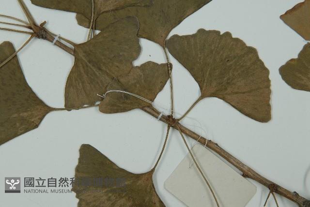 銀杏藏品圖，第5張