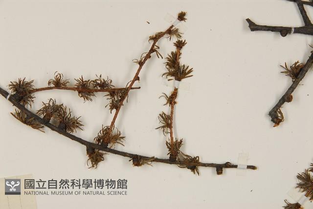 長白落葉松藏品圖，第5張