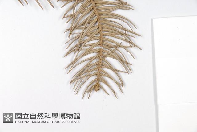 杉木藏品圖，第5張