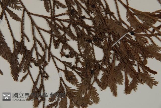 雞毛松藏品圖，第5張