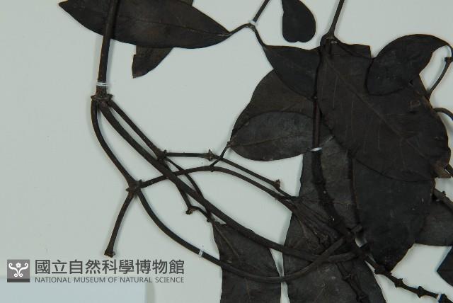 小葉買麻藤藏品圖，第5張