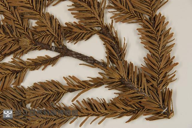 八甲田山冷杉藏品圖，第5張