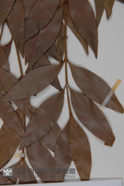 竹柏藏品圖，第4張