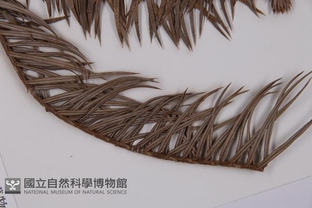 杉木藏品圖，第5張