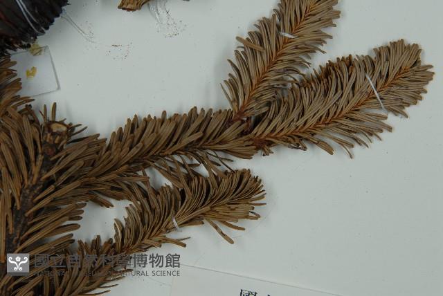 臺灣冷杉藏品圖，第5張