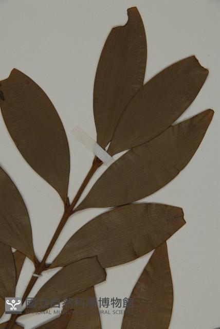 竹柏藏品圖，第4張