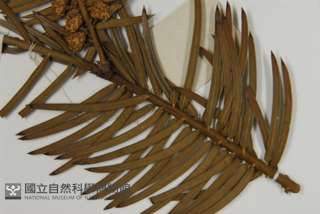 三尖杉藏品圖，第5張