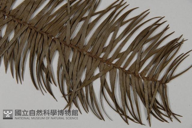 杉木藏品圖，第5張