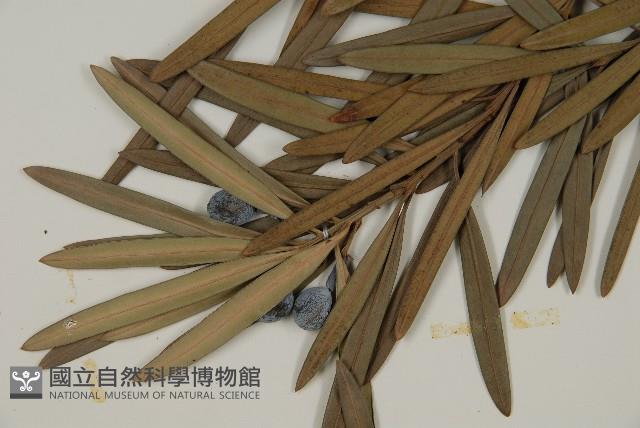 大葉羅漢松藏品圖，第5張