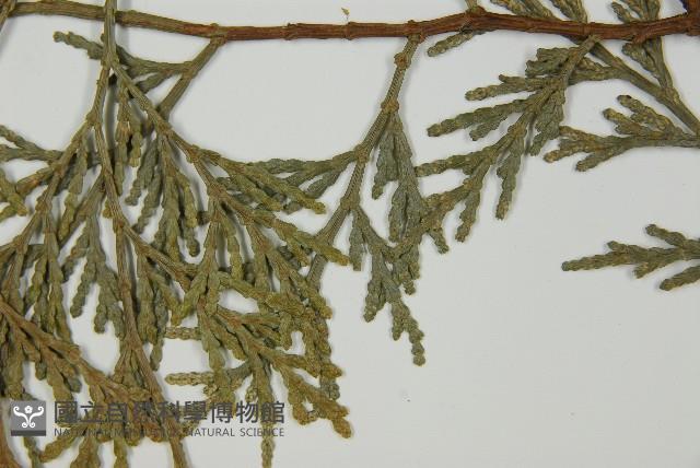 台灣肖楠藏品圖，第5張