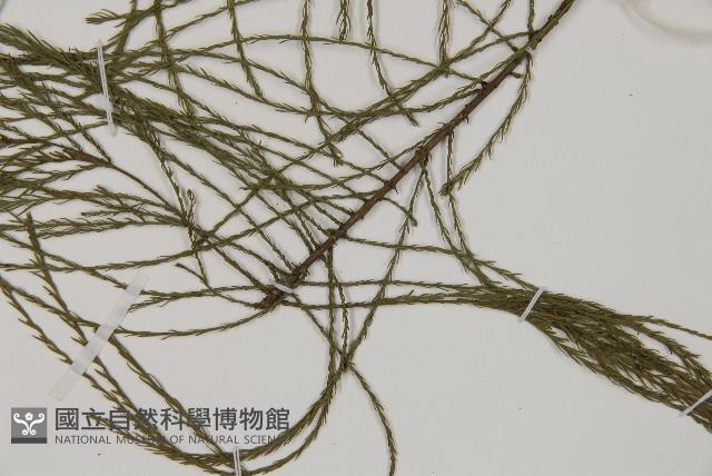 池杉藏品圖，第5張