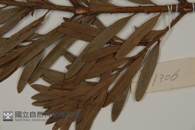 大葉羅漢松藏品圖，第5張