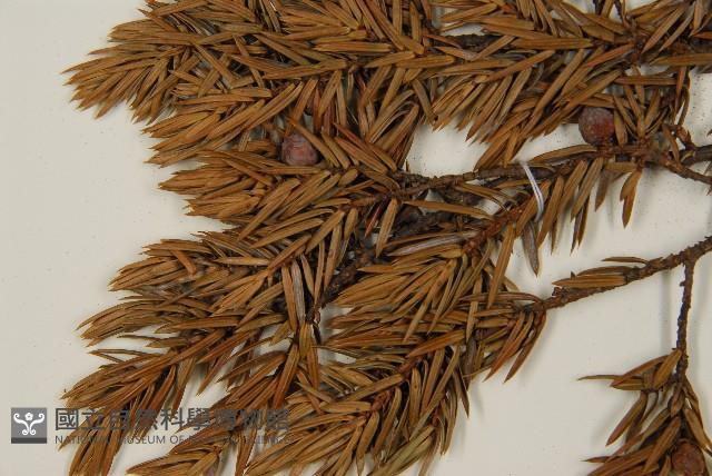 刺柏藏品圖，第5張