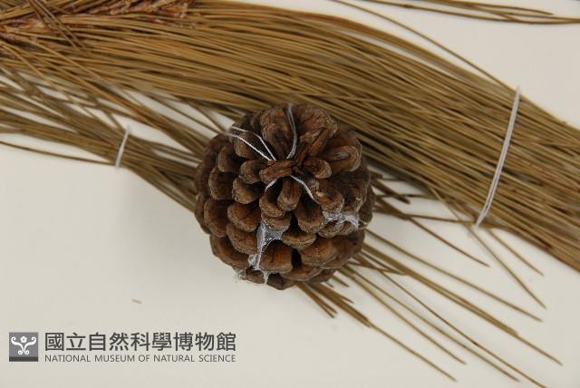 臺灣二葉松藏品圖，第4張