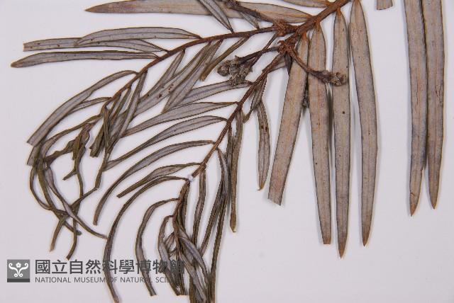 三尖杉藏品圖，第5張