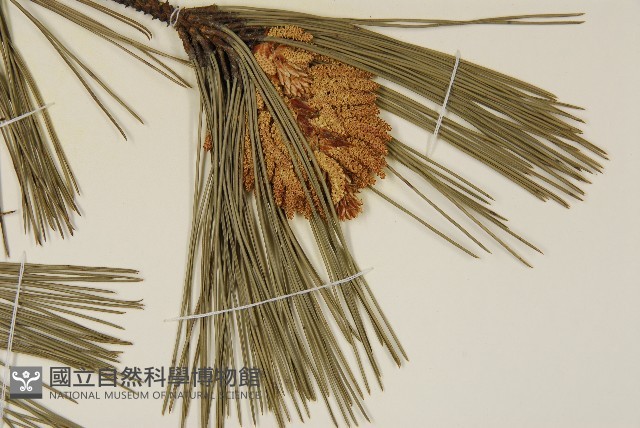 臺灣二葉松藏品圖，第7張