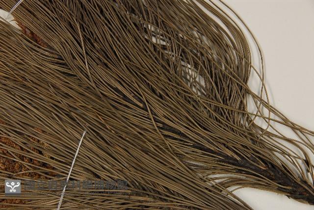 馬尾松藏品圖，第5張