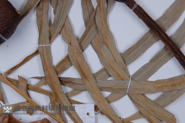 光果蘇鐵藏品圖，第5張