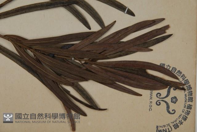 大葉羅漢松藏品圖，第5張