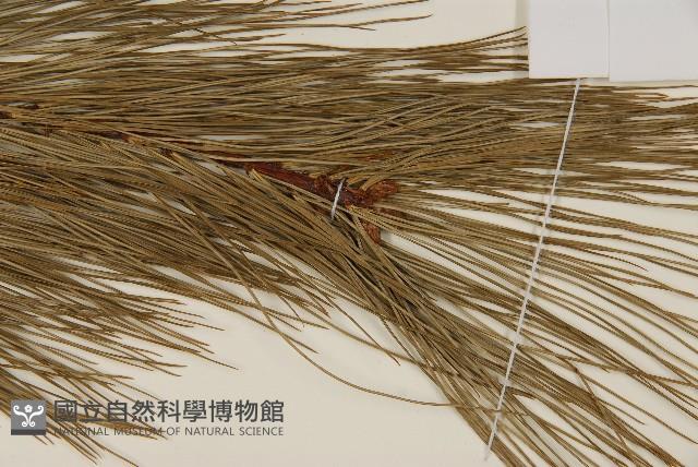 臺灣華山松藏品圖，第5張