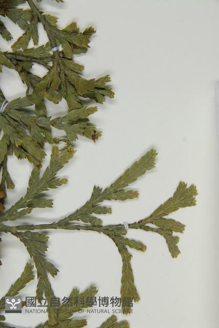 登錄號:G000996藏品圖，第5張