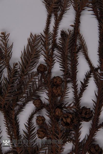 柳杉藏品圖，第5張