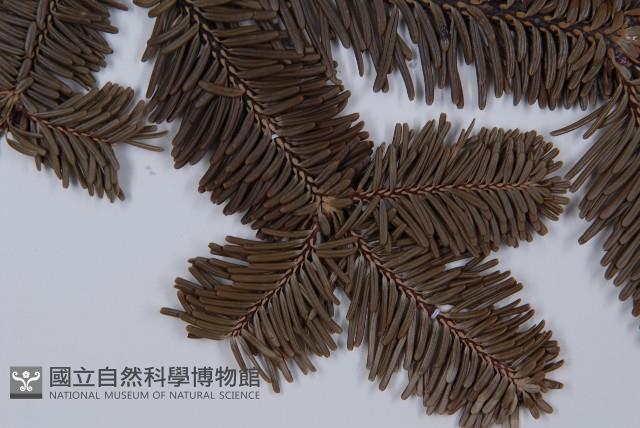 登錄號:G001066藏品圖，第5張