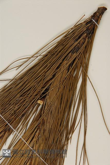 馬尾松藏品圖，第5張