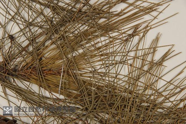 琉球松藏品圖，第5張