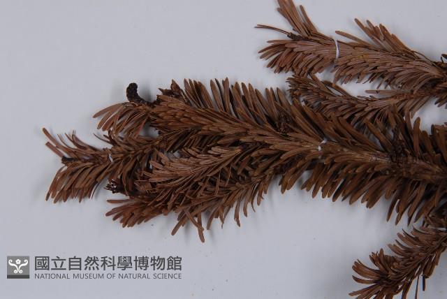 臺灣冷杉藏品圖，第5張