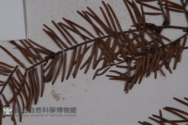 臺灣黃杉藏品圖，第4張