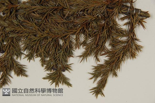 香青藏品圖，第5張