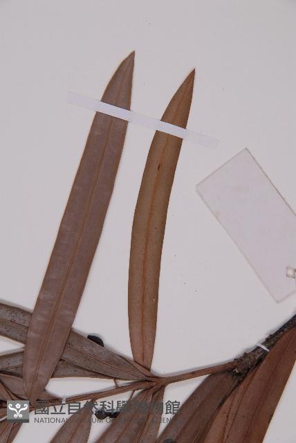 百日青藏品圖，第5張