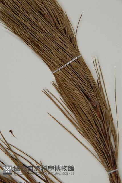 雲南松藏品圖，第5張