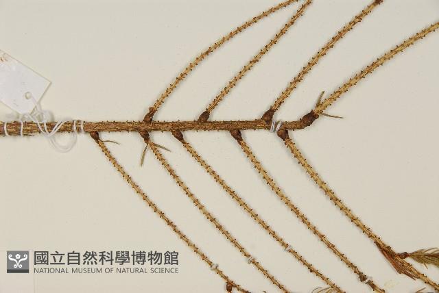 臺灣雲杉藏品圖，第5張