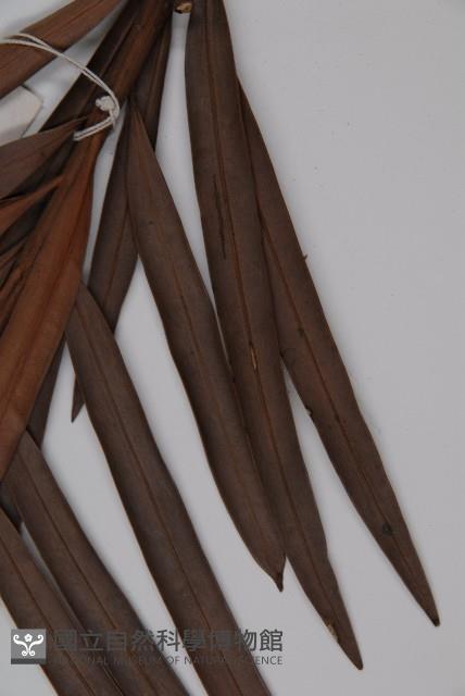 百日青藏品圖，第5張