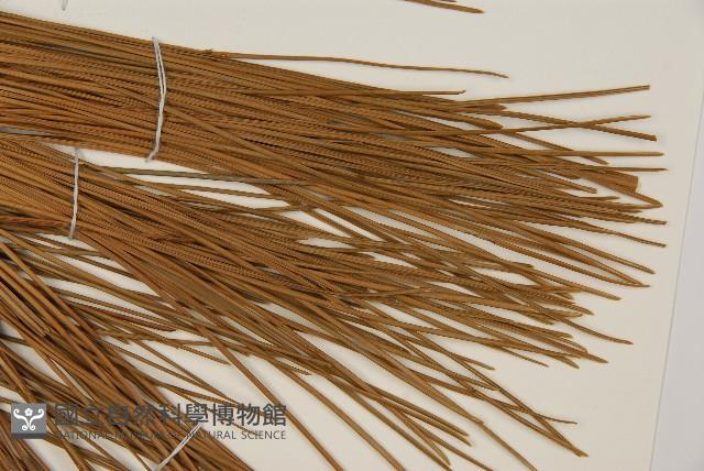 加拿利刺松藏品圖，第5張