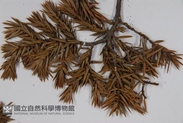 刺柏藏品圖，第5張