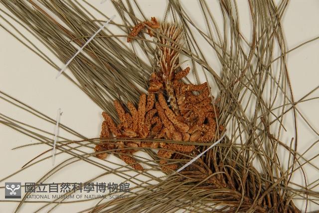臺灣二葉松藏品圖，第4張